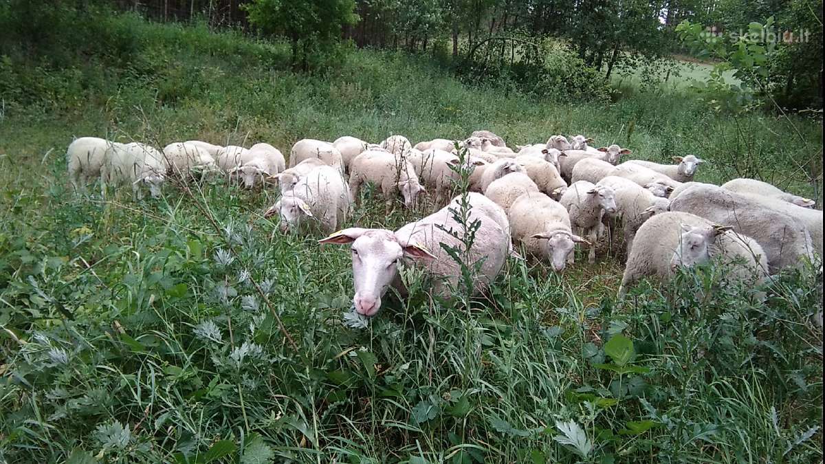 Berišon diušer avys.
