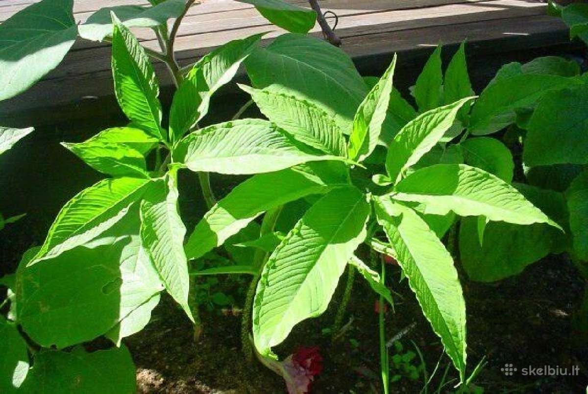 Pigiai parduodu arum cornutum svogūnėlius | Skelbiu.lt Pigiai parduodu arum cornutum svogūnėlius