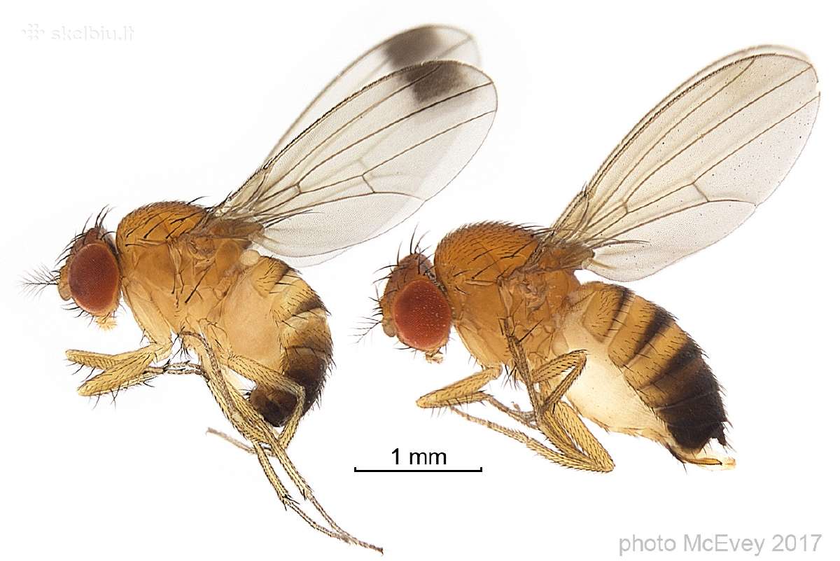 Muselės Drosophila