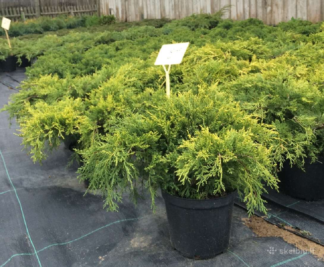 Parduodamos tujos smaragd - nuotraukos Nr. 2
