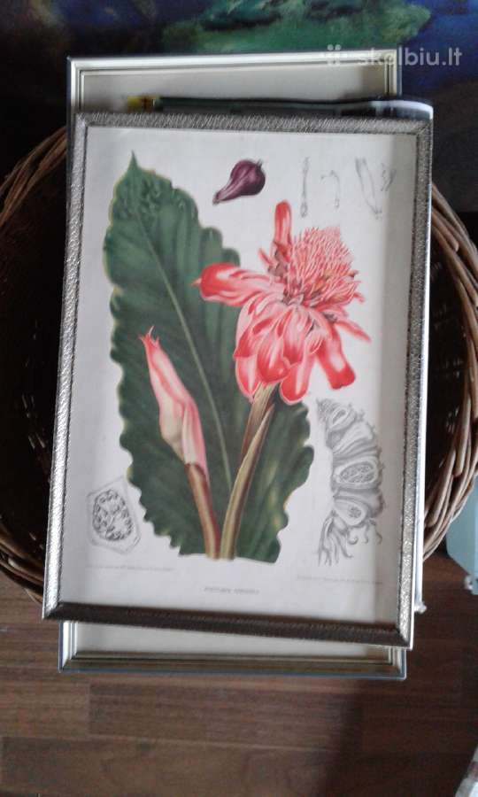Botaniniai ir litografijos paveikslėliai - nuotraukos Nr. 4