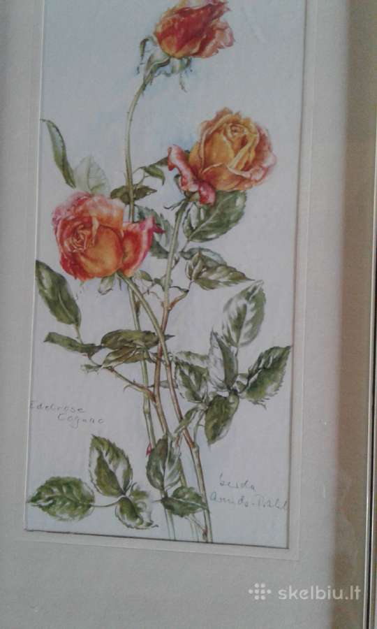 Botaniniai ir litografijos paveikslėliai - nuotraukos Nr. 8