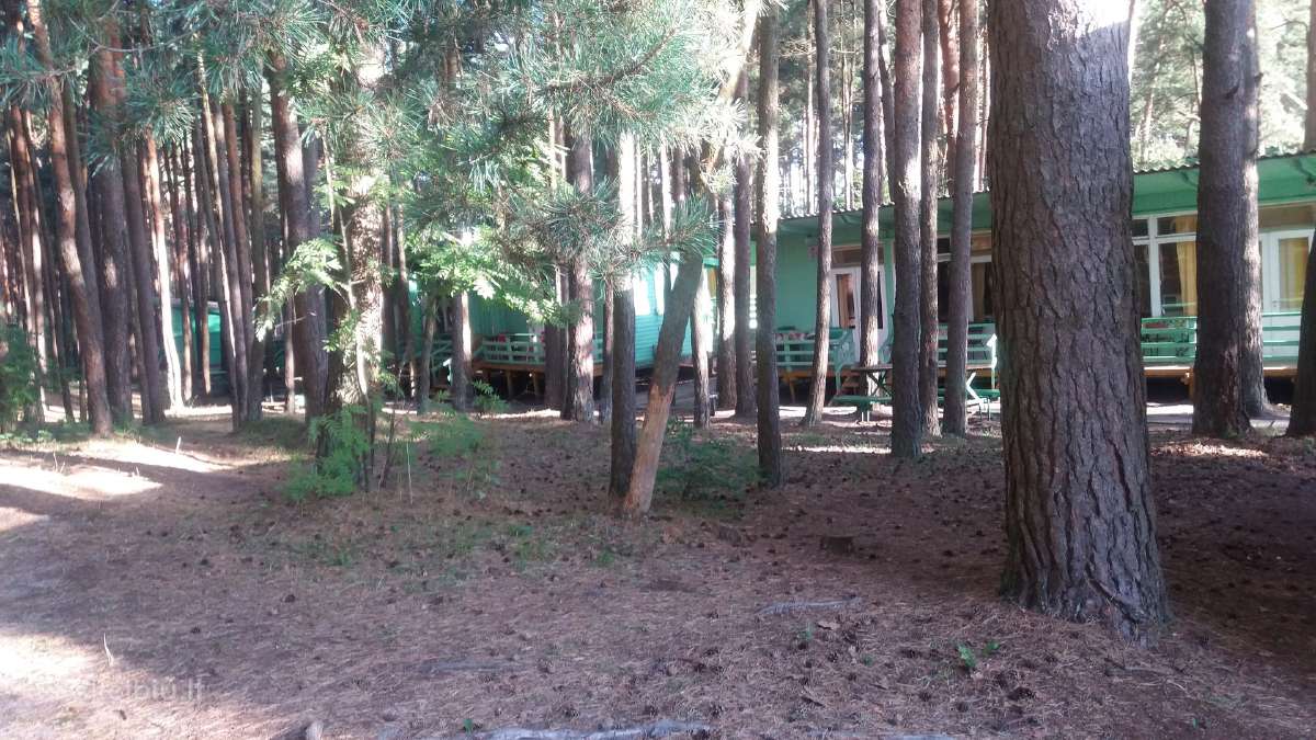 Šventojoje ,Namelių nuoma,pušyne,netoli jūros nuo - nuotraukos Nr. 4