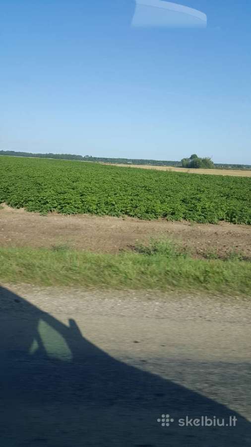 Bulvės maistinės pašarinės - nuotraukos Nr. 4