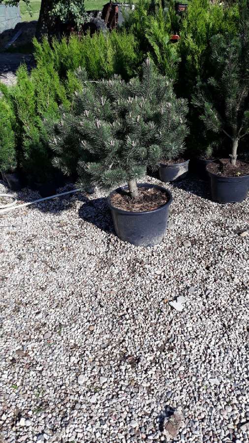 Tujos smaragd geriausia kaina! kalnines puseles - nuotraukos Nr. 18