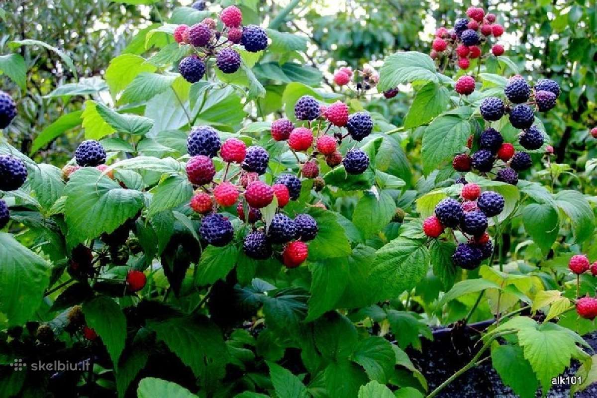 Aviečių, gervuogių sodinukai Šilauogės Hortenzijos - nuotraukos Nr. 3