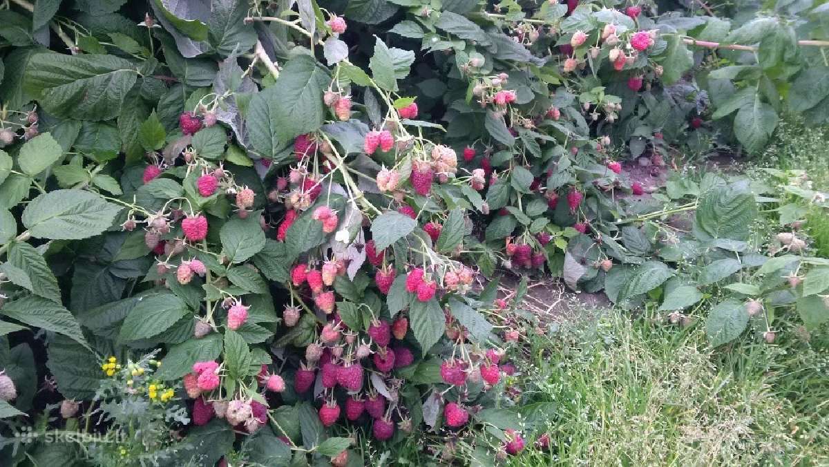 Pigūs ir kokybiški aviečių ir gervuogių sodinukai - nuotraukos Nr. 2
