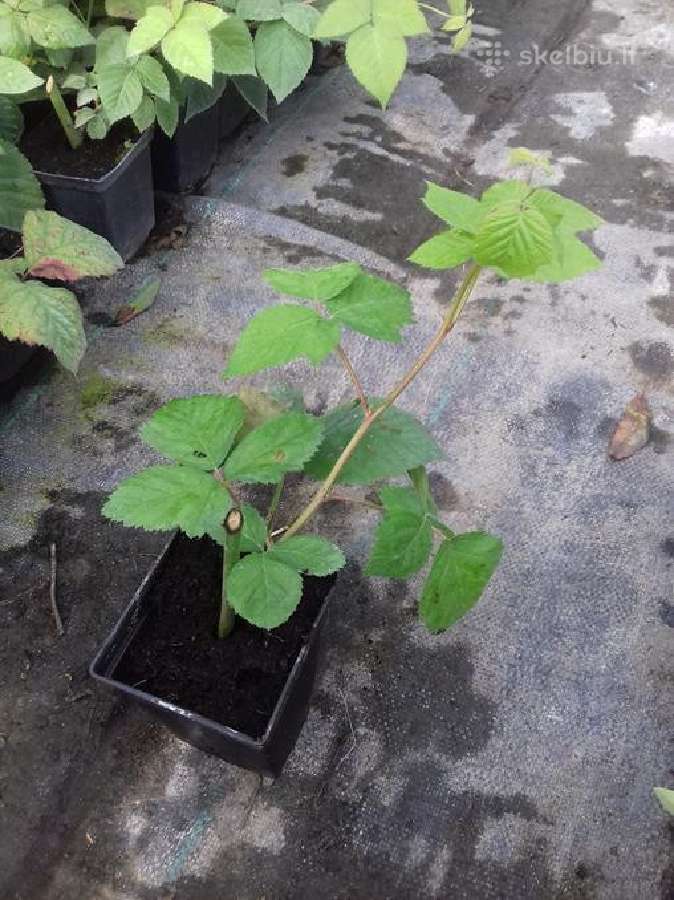 Gervuogių ir aviečių sodinukai, Hortenzijos - nuotraukos Nr. 4