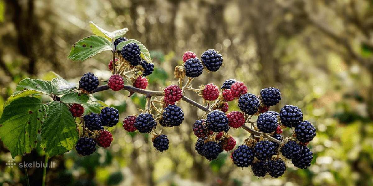 Gervuogių ir aviečių sodinukai, Hortenzijos - nuotraukos Nr. 3