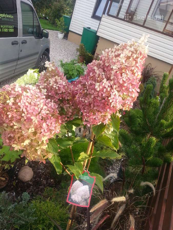 Hortenzijos Vanile Freis ir kt. dekoratyv augalai - nuotraukos Nr. 7