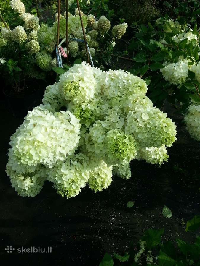Hortenzijos Vanile Freis ir kt. dekoratyv augalai - nuotraukos Nr. 6