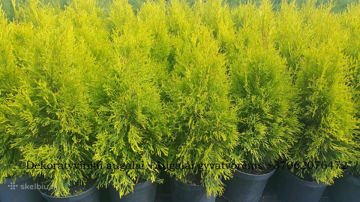 Tujos - Brabant, Smaragd, Golden Smaragd - nuotraukos Nr. 16