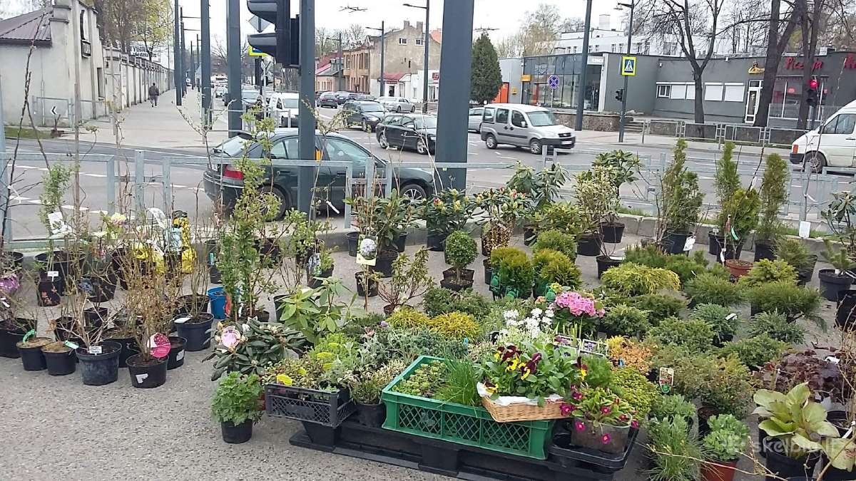Šilauogės, šluotelinės hortenzijos, daugiamečiai - nuotraukos Nr. 4