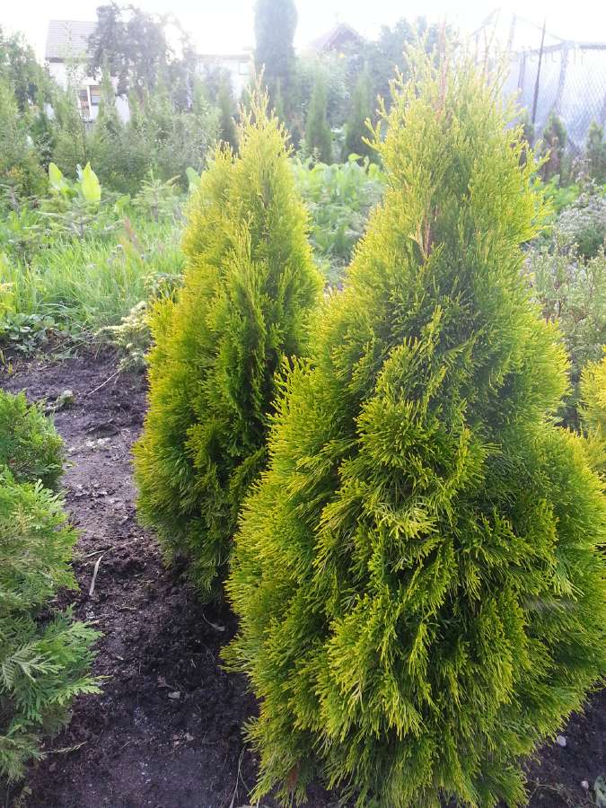 Šilauogės, šluotelinės hortenzijos, daugiamečiai - nuotraukos Nr. 22