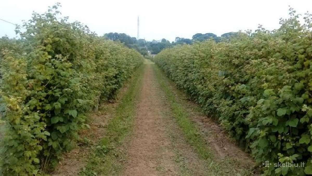 Aviečių Gervuogių sodinukai medlievos lazdynai - nuotraukos Nr. 3