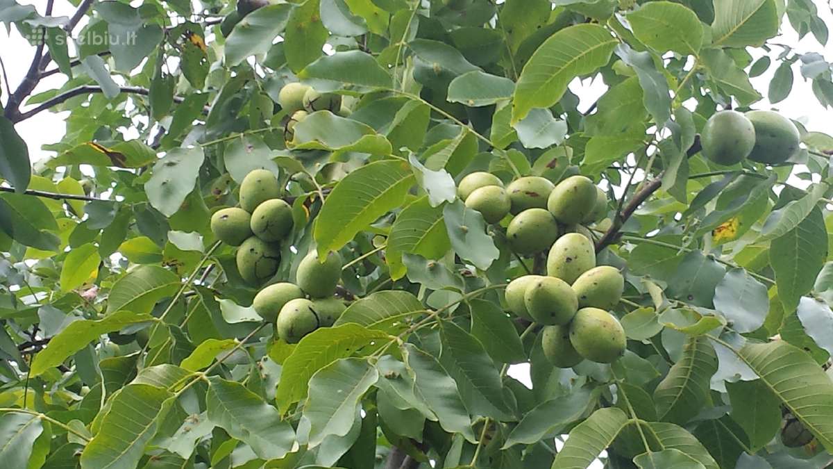 Graikiniai riešutmedžiai, sodinukai, vaismedžiai. - nuotraukos Nr. 8