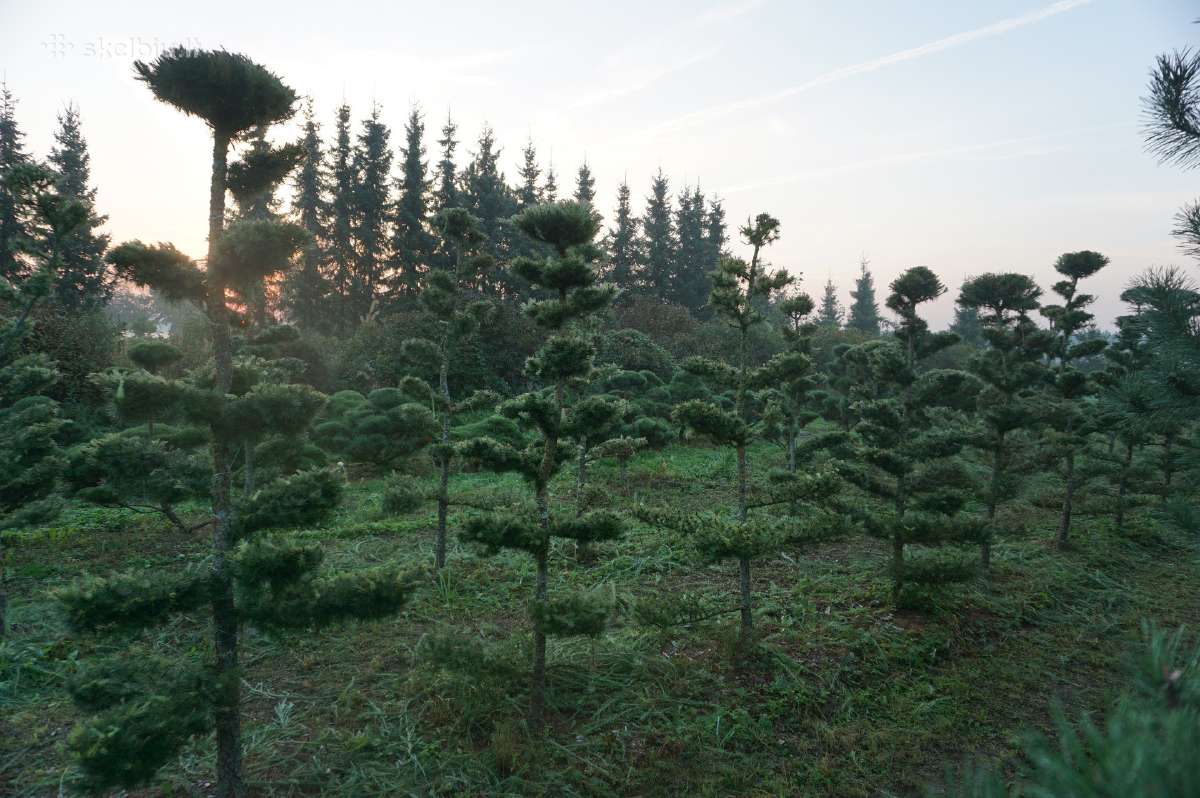 Pušys, tujos, maumedžiai, skroblai sodo bonsai - nuotraukos Nr. 8