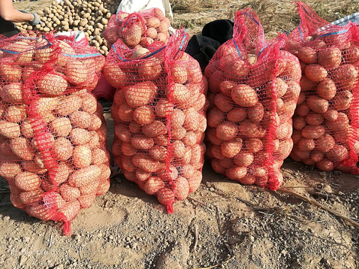 Bulvės Jelly Concordia Baltic Rose Laura - nuotraukos Nr. 3