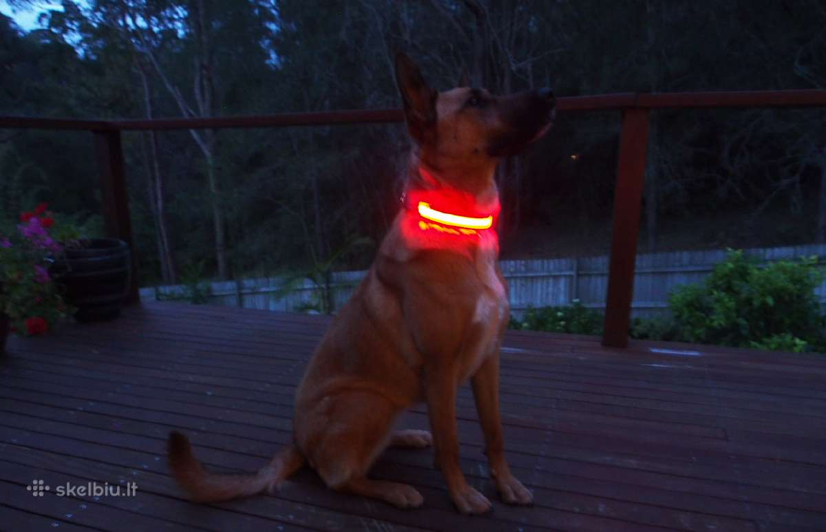 LED šviečiantys antkakliai šunims - nuotraukos Nr. 7