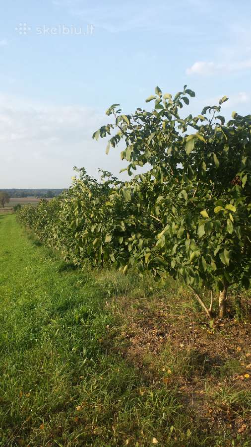 Graikiniai riešutmedžiai, sodinukai, vaismedžiai. - nuotraukos Nr. 14