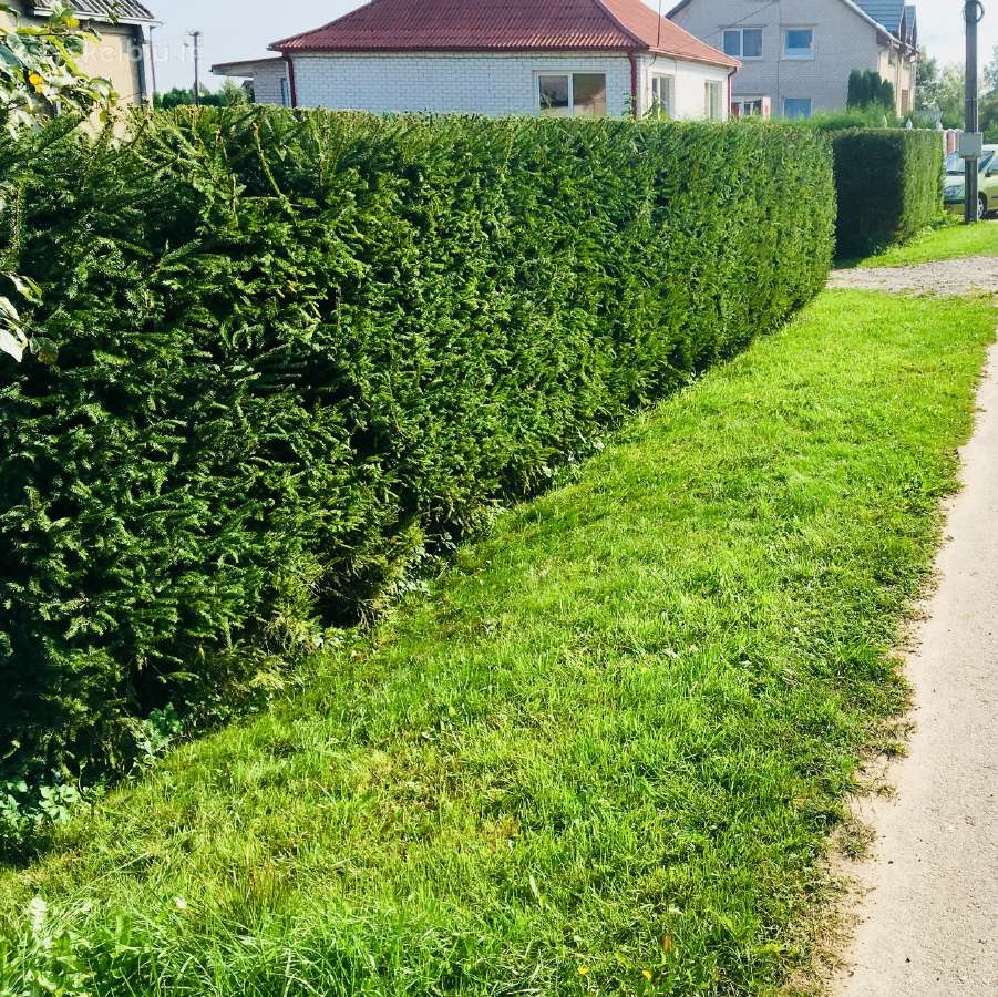 Gyvatvoriu karpymas, medziu genejimas, purskimas - nuotraukos Nr. 6