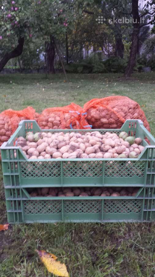 Graikiniai riešutmedžiai, sodinukai, vaismedžiai. - nuotraukos Nr. 15