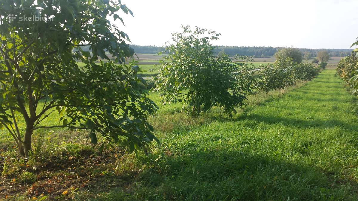 Graikiniai riešutmedžiai, sodinukai, vaismedžiai. - nuotraukos Nr. 16