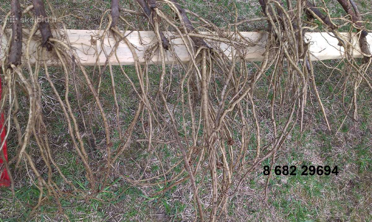 Veislinių šaltalankių sodinukai, galiu užsodinti - nuotraukos Nr. 4