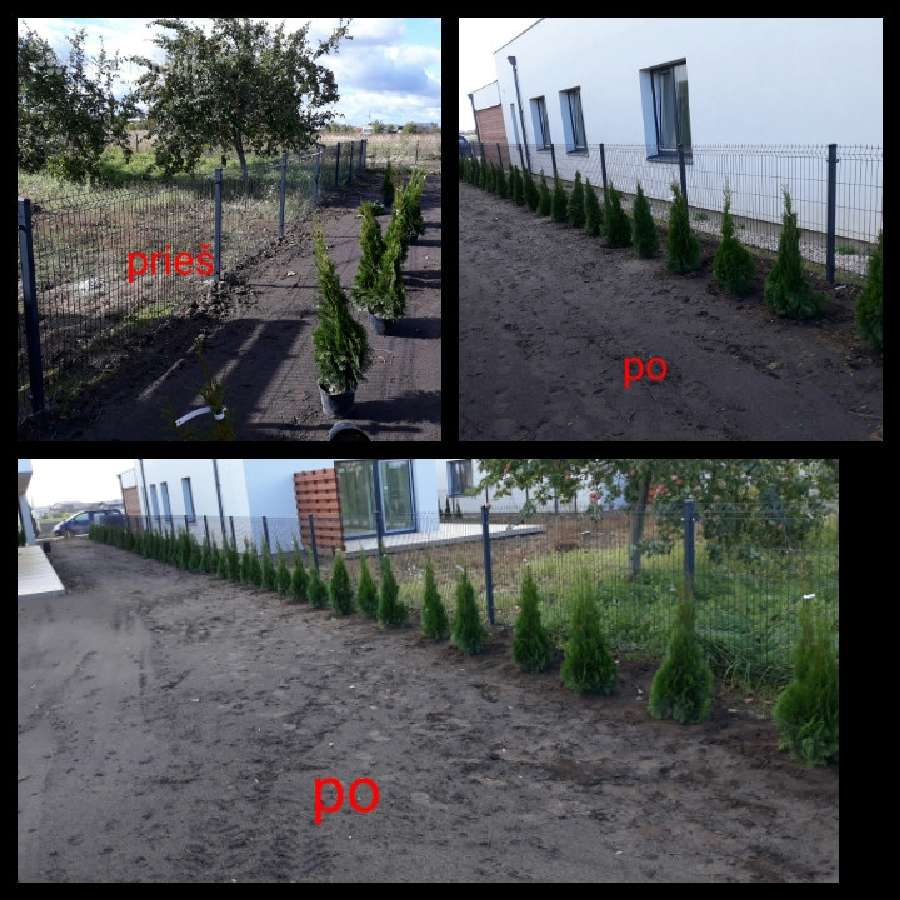 Tujos smaragd geriausia kaina! kalnines puseles - nuotraukos Nr. 13