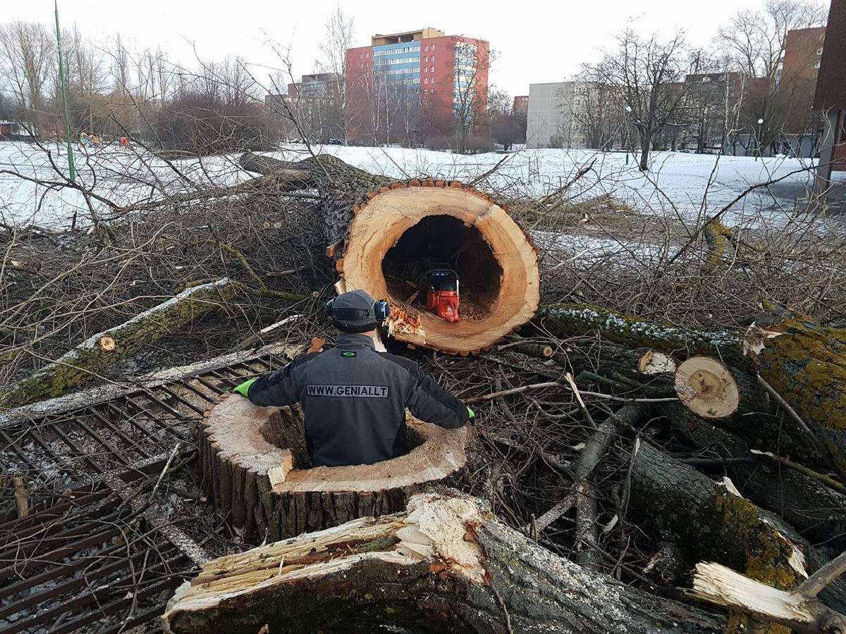 Medžių pjovimas, genėjimas - nuotraukos Nr. 13