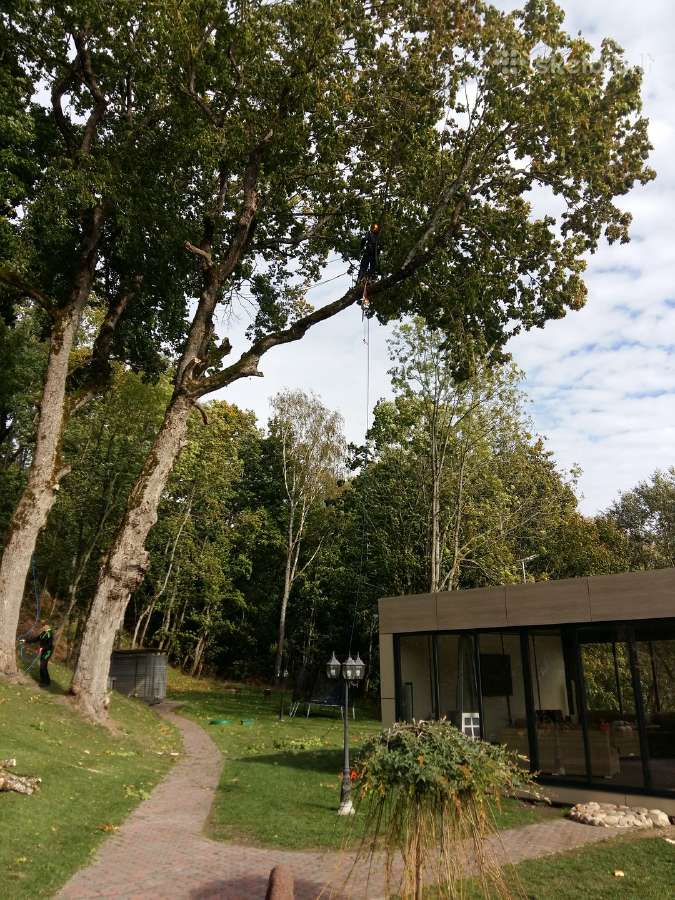 Arboristas. Medžių pjovimas, kelmų naikinimas - nuotraukos Nr. 13