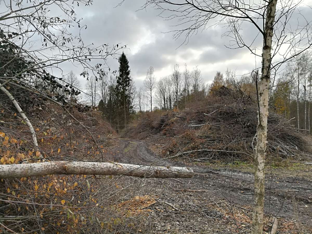 Perkame žaliavą biokurui, valome krūmynus - nuotraukos Nr. 3