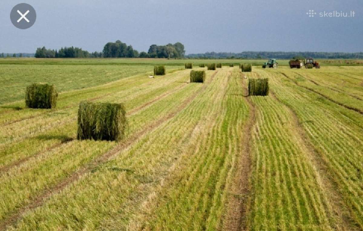 Parduodame Daugiamečių žolių sėklas