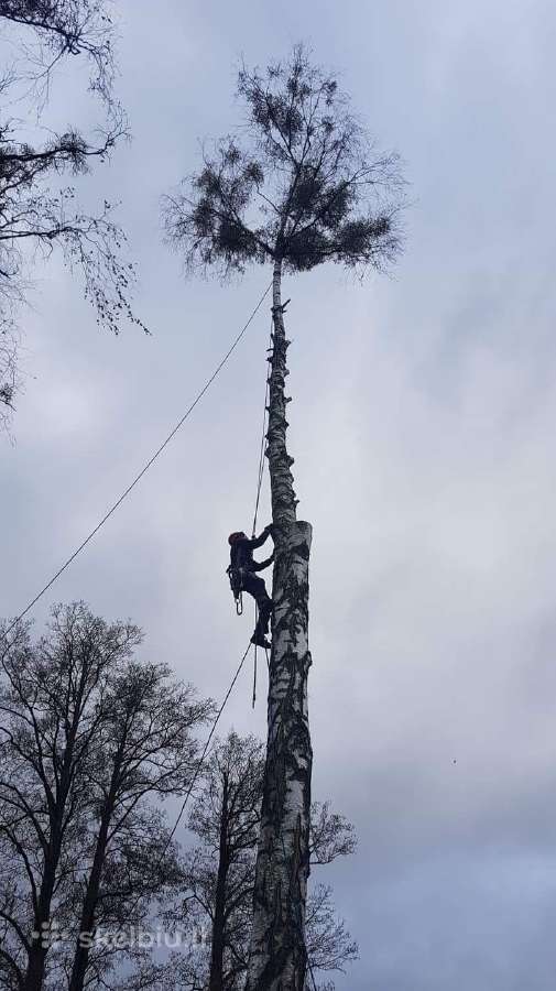 Arboristas. Medžių pjovimas, kelmų naikinimas - nuotraukos Nr. 7