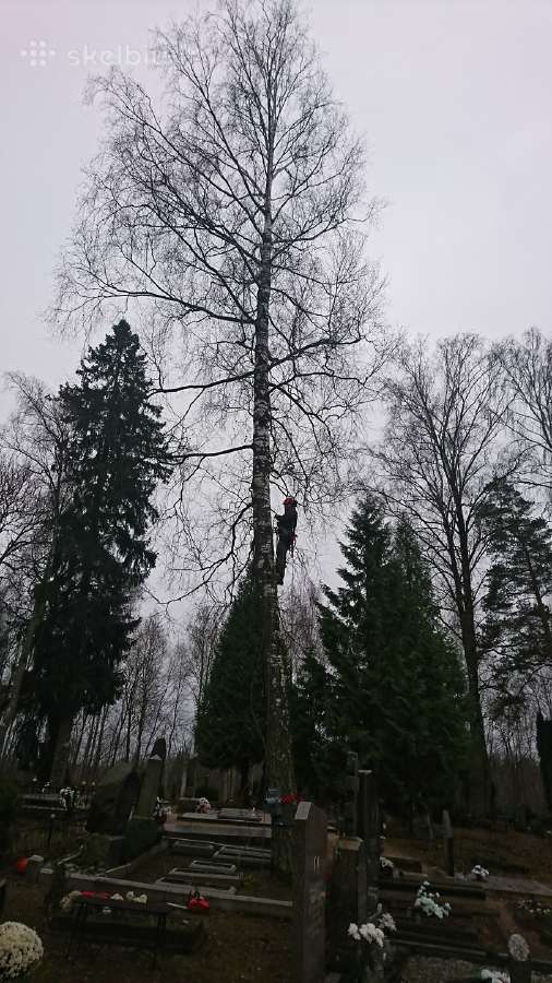 Pavojingų medžių pjovimas, genėjimas - nuotraukos Nr. 2