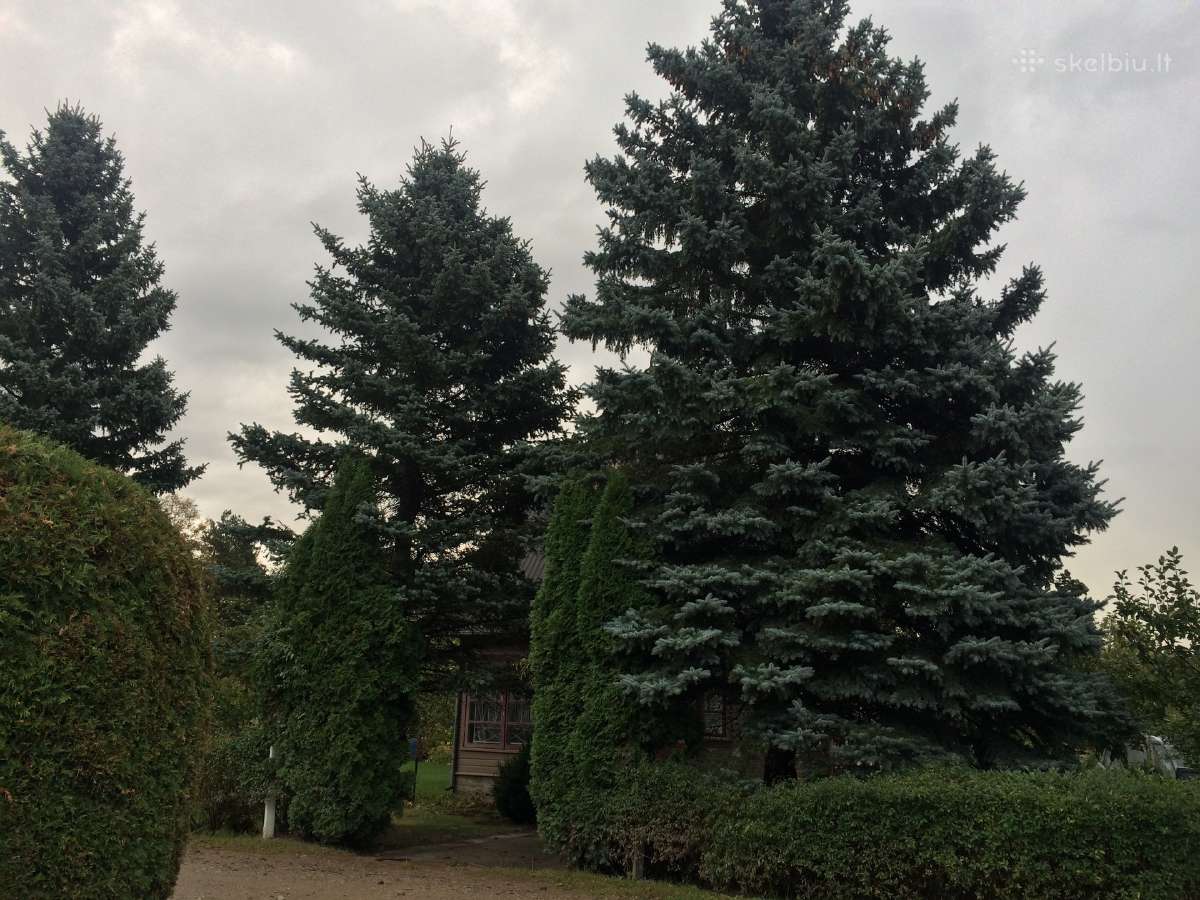 Pavojingų medžių pjovimas, genėjimas - nuotraukos Nr. 5