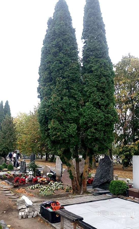 Pavojingų medžių pjovimas, genėjimas - nuotraukos Nr. 13