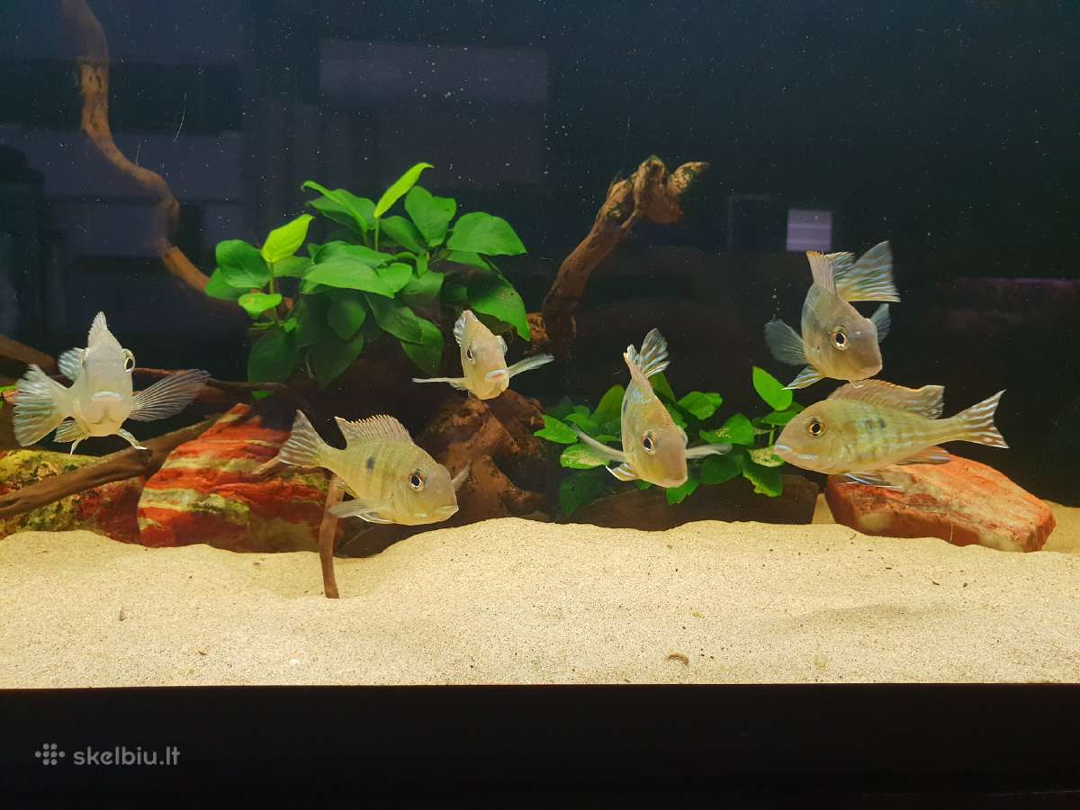 Žuvys ir žuvytės akvariumams Šiauliai - nuotraukos Nr. 7
