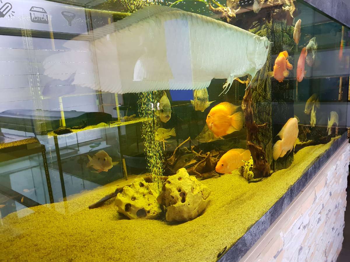 Žuvys ir žuvytės akvariumams Šiauliai - nuotraukos Nr. 12