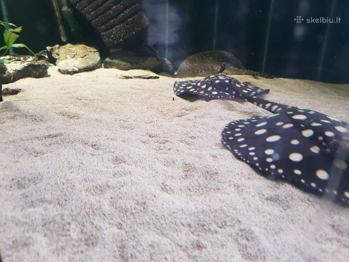 Žuvys ir žuvytės akvariumams Šiauliai - nuotraukos Nr. 10