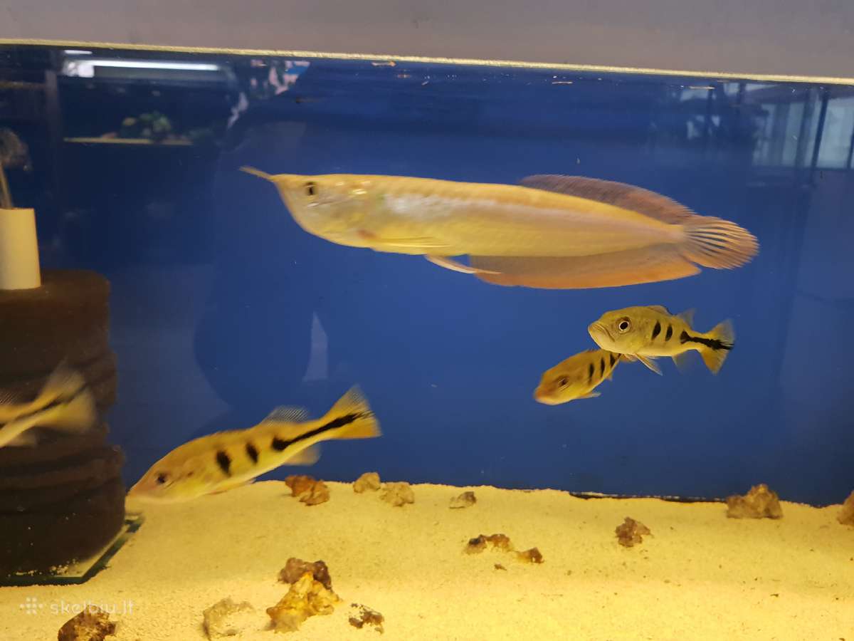 Žuvys ir žuvytės akvariumams Šiauliai - nuotraukos Nr. 18