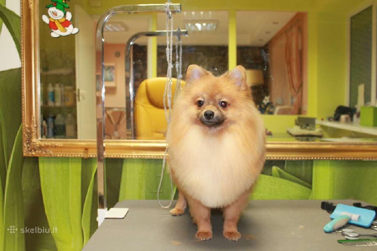 Doggy days, šuniukų grožio salonas klaipeda, - nuotraukos Nr. 2