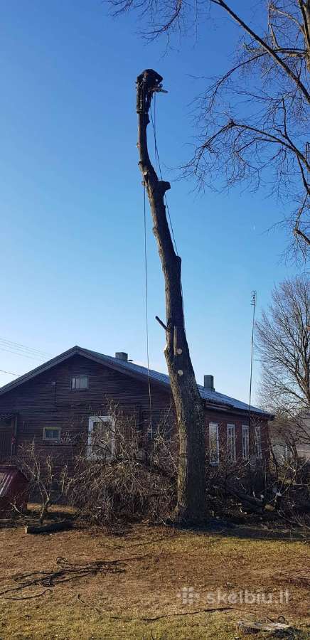 Arboristas. Medžių pjovimas, kelmų naikinimas - nuotraukos Nr. 10