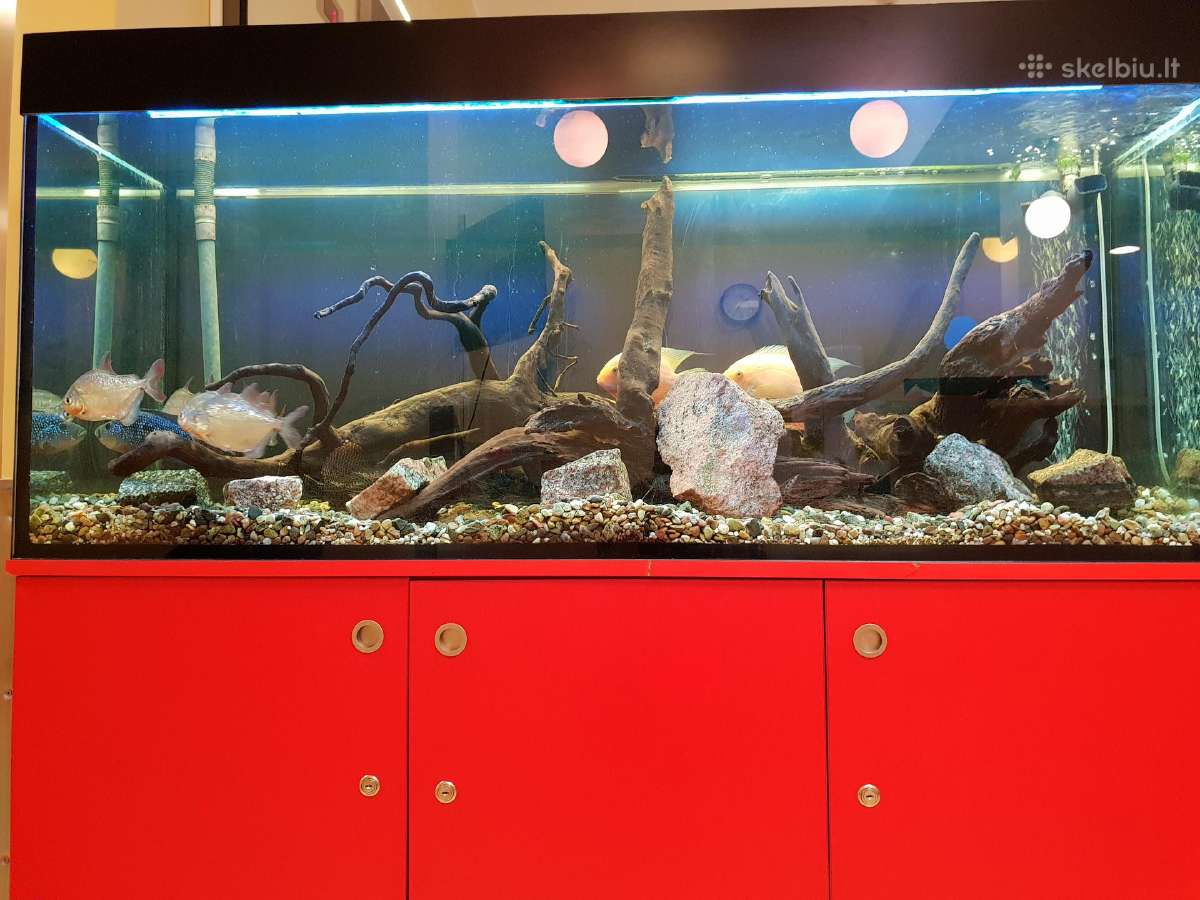 Akvariumu įrengimas,valymas,priežiura,konsultacijo | Skelbiu.lt Akvariumu įrengimas,valymas,priežiura,konsultacijo
