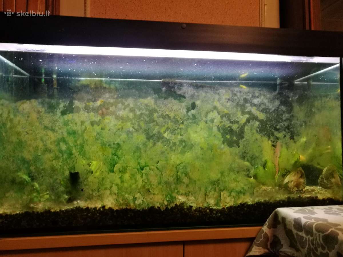 Akvariumu įrengimas,valymas,priežiura,konsultacijo - nuotraukos Nr. 3