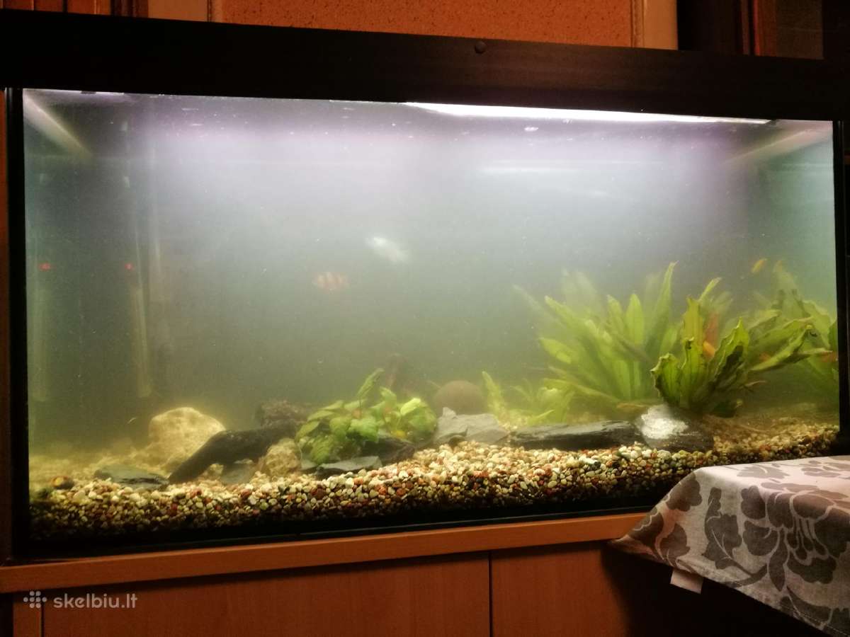 Akvariumu įrengimas,valymas,priežiura,konsultacijo - nuotraukos Nr. 4