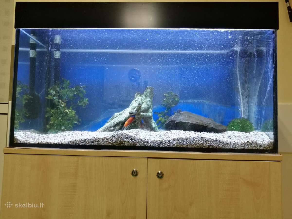 Akvariumu įrengimas,valymas,priežiura,konsultacijo - nuotraukos Nr. 6