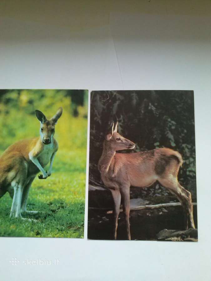 Vokai. - nuotraukos Nr. 9