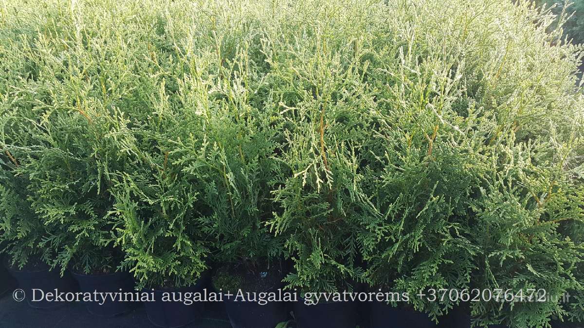 Tujos - Smaragd, Brabant, Danica, Miriam - nuotraukos Nr. 6