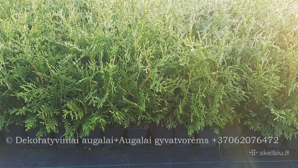 Tujos - Smaragd, Brabant, Danica, Miriam - nuotraukos Nr. 7